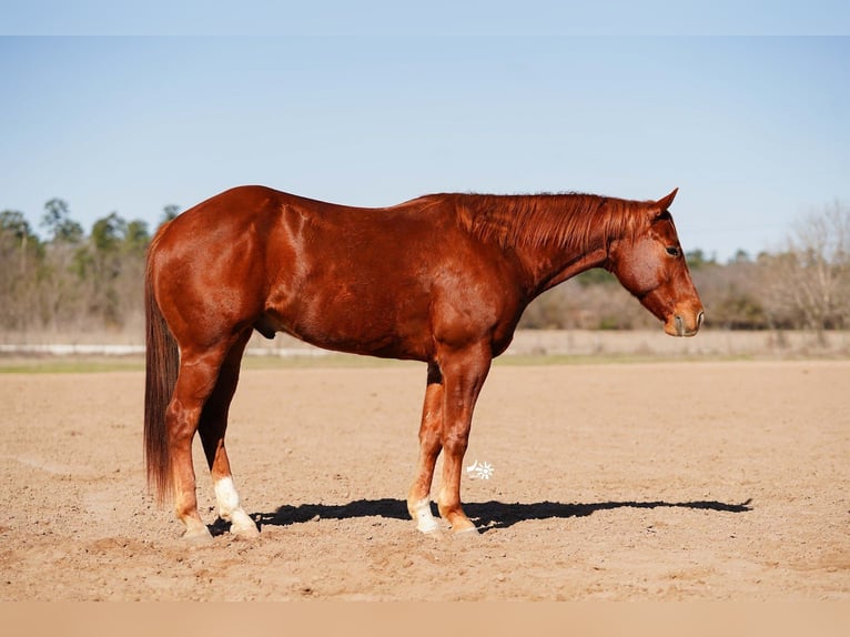 Quarter horse américain Hongre 4 Ans 152 cm Alezan cuivré in Huntsville