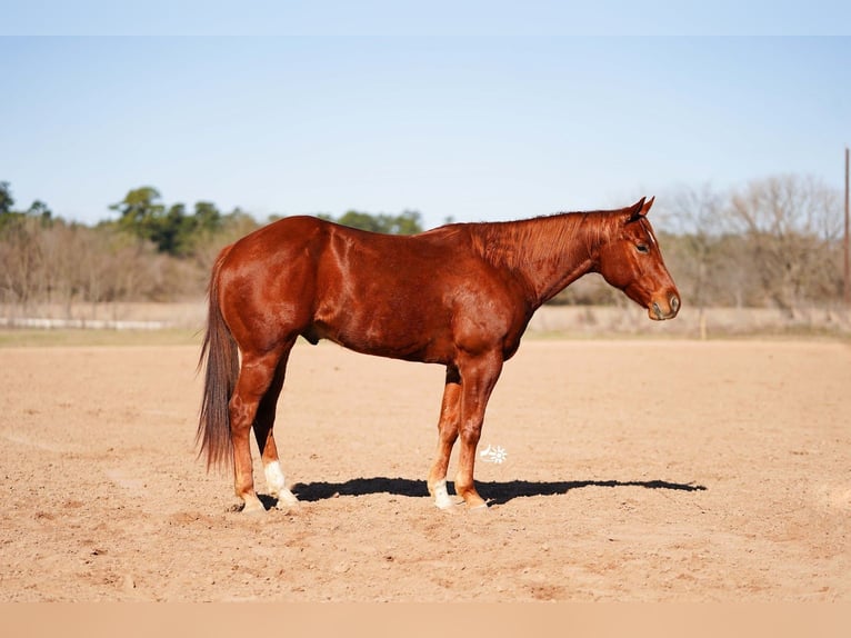 Quarter horse américain Hongre 4 Ans 152 cm Alezan cuivré in Huntsville