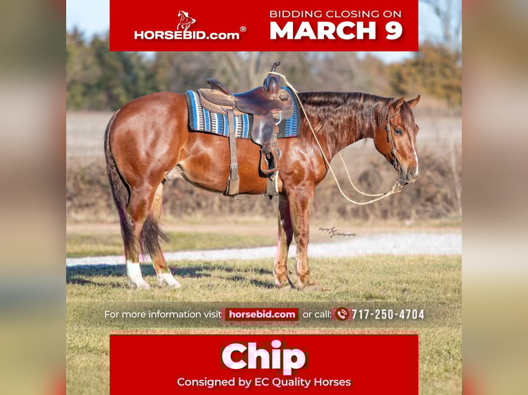 Quarter horse américain Hongre 4 Ans 152 cm Alezan cuivré in Beaver Springs