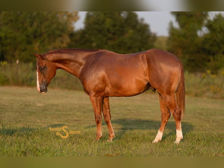 Quarter horse américain Hongre 4 Ans 152 cm Alezan cuivré in Bogard