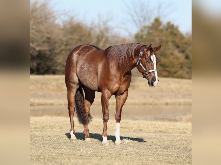 Quarter horse américain Hongre 4 Ans 152 cm Alezan cuivré in Buffalo