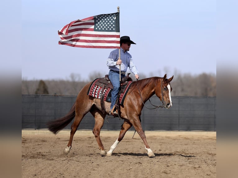Quarter horse américain Hongre 4 Ans 152 cm Alezan cuivré in Buffalo