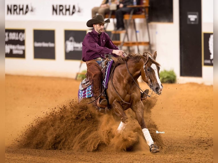 Quarter horse américain Hongre 4 Ans 152 cm Alezan cuivré in Buffalo