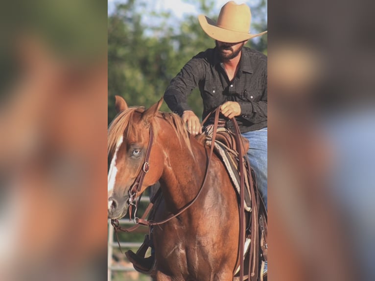 Quarter horse américain Hongre 4 Ans 152 cm Alezan cuivré in Stephenville