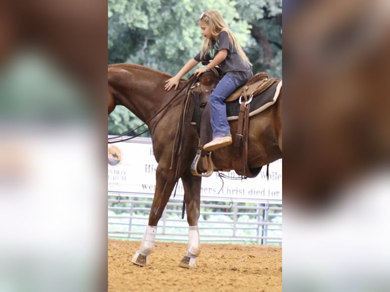 Quarter horse américain Hongre 4 Ans 152 cm Alezan cuivré in Stephenville