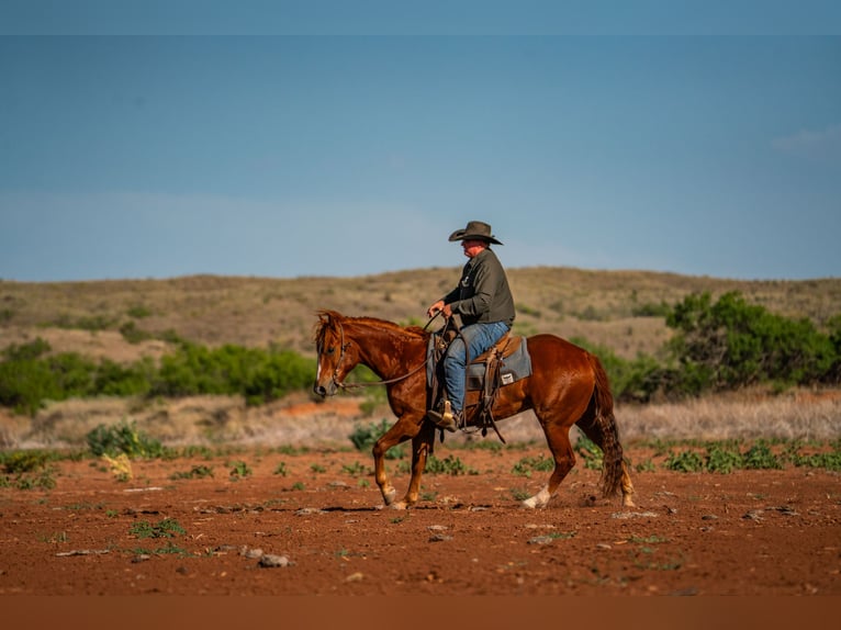 Quarter horse américain Hongre 4 Ans 152 cm Alezan cuivré in Canyon
