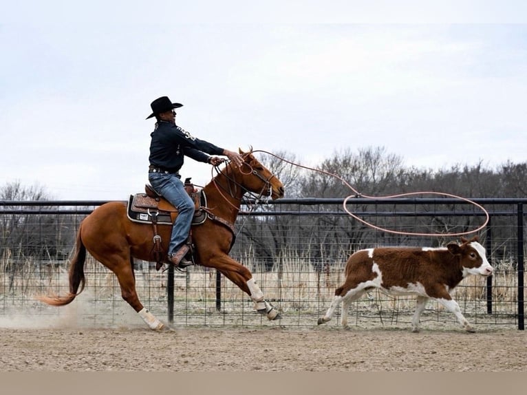 Quarter horse américain Hongre 4 Ans 152 cm Alezan cuivré in Checotah