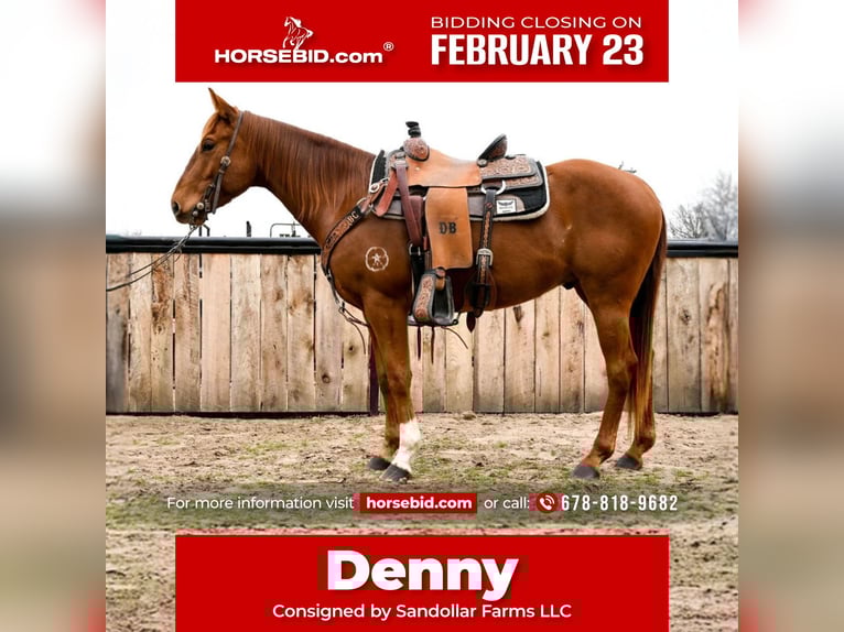 Quarter horse américain Hongre 4 Ans 152 cm Alezan cuivré in Checotah