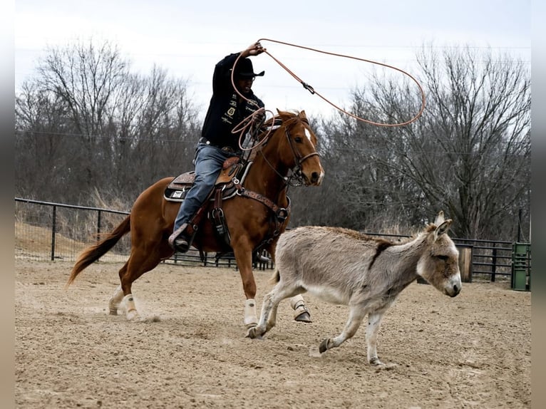 Quarter horse américain Hongre 4 Ans 152 cm Alezan cuivré in Checotah