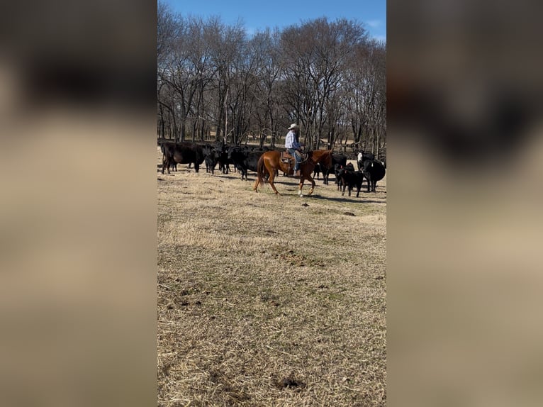 Quarter horse américain Hongre 4 Ans 152 cm Alezan cuivré in Checotah