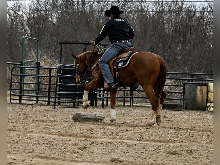 Quarter horse américain Hongre 4 Ans 152 cm Alezan cuivré in Checotah
