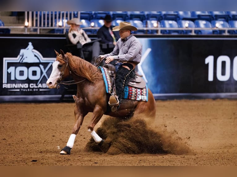 Quarter horse américain Hongre 4 Ans 152 cm Alezan cuivré in Buffalo, MO