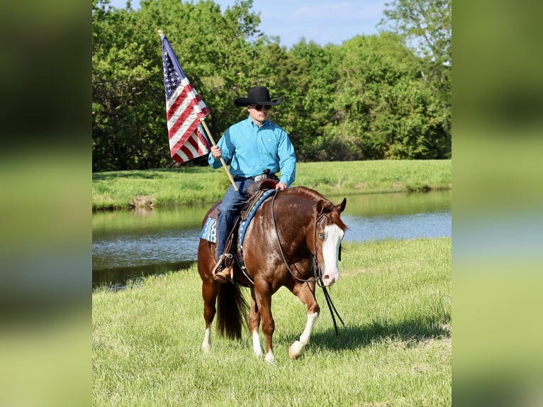 Quarter horse américain Hongre 4 Ans 152 cm Alezan cuivré in Buffalo, MO
