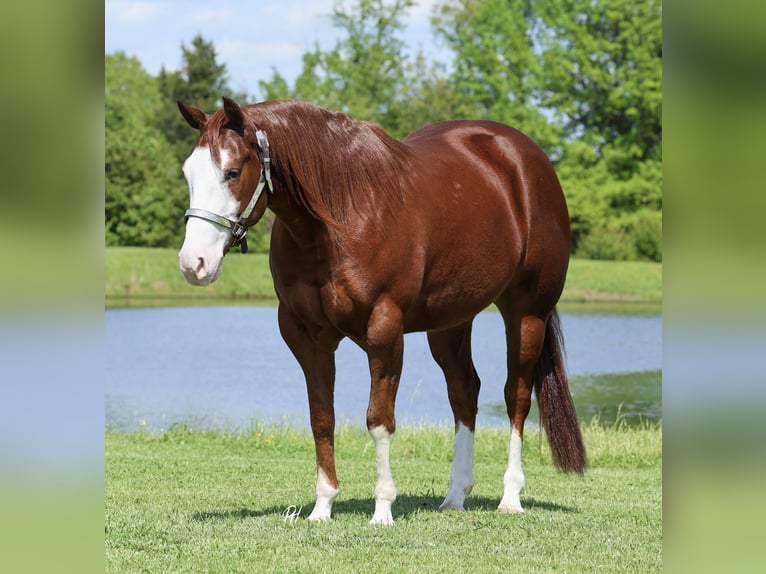 Quarter horse américain Hongre 4 Ans 152 cm Alezan cuivré in Buffalo, MO