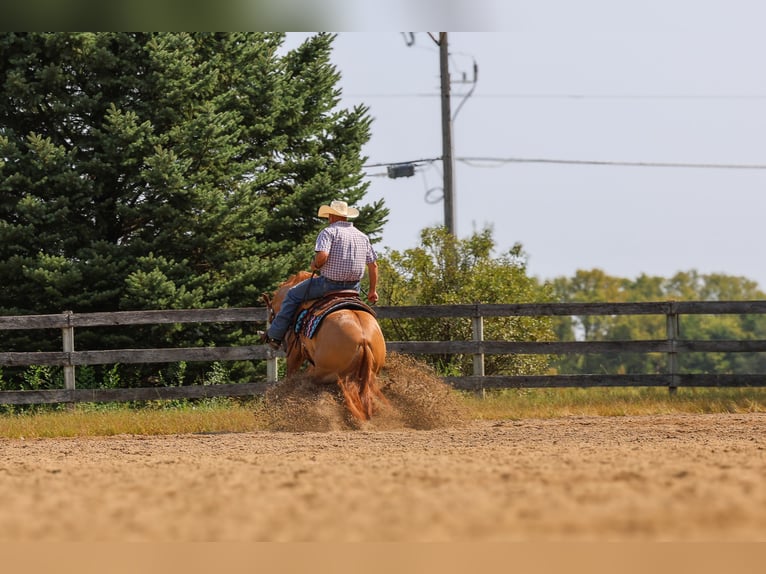 Quarter horse américain Hongre 4 Ans 152 cm Alezan dun in Cottage Grove