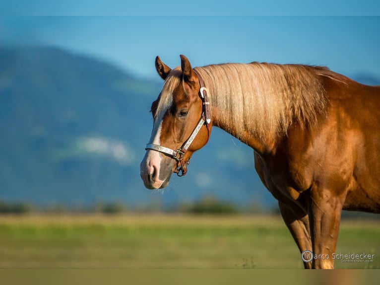 Quarter horse américain Hongre 4 Ans 152 cm Alezan in Hard