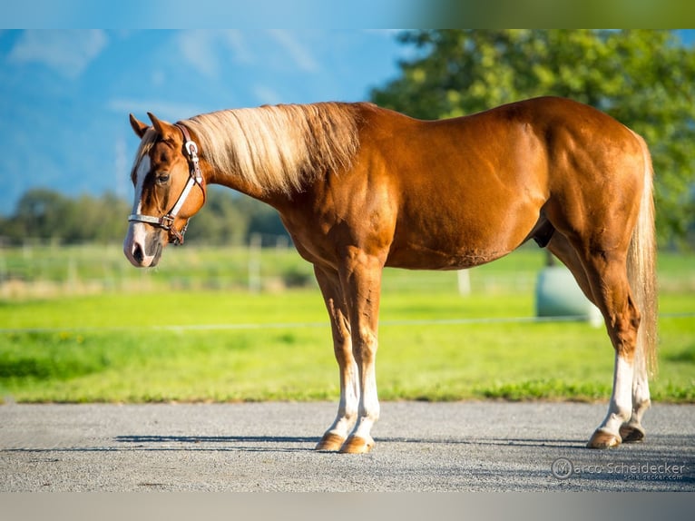 Quarter horse américain Hongre 4 Ans 152 cm Alezan in Hard