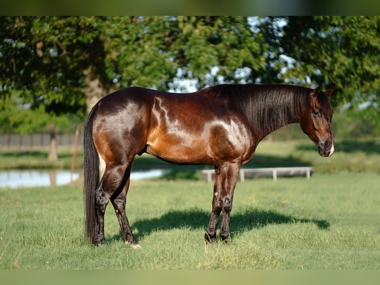 Quarter horse américain Hongre 4 Ans 152 cm Bai cerise in Kaufman