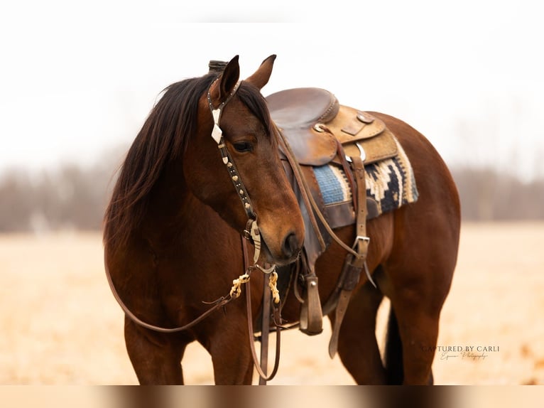 Quarter horse américain Hongre 4 Ans 152 cm Bai cerise in Lewistown