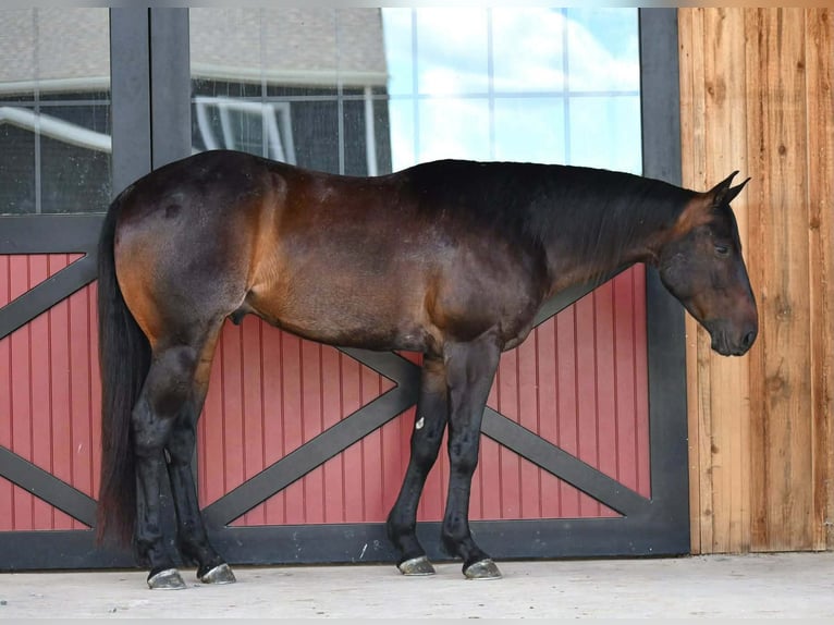 Quarter horse américain Hongre 4 Ans 152 cm Bai cerise in Rebersburg