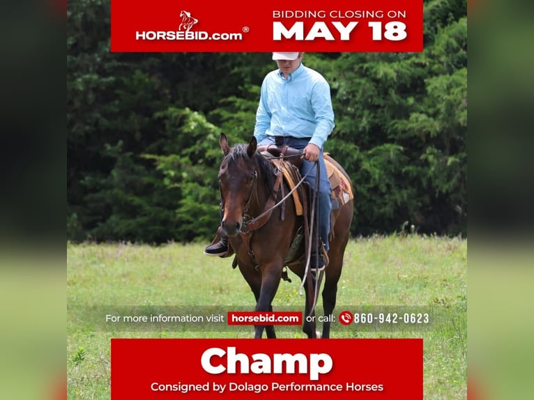 Quarter horse américain Hongre 4 Ans 152 cm Bai cerise in Ripley