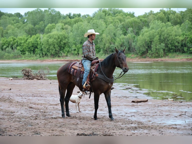 Quarter horse américain Hongre 4 Ans 152 cm Bai cerise in Ripley