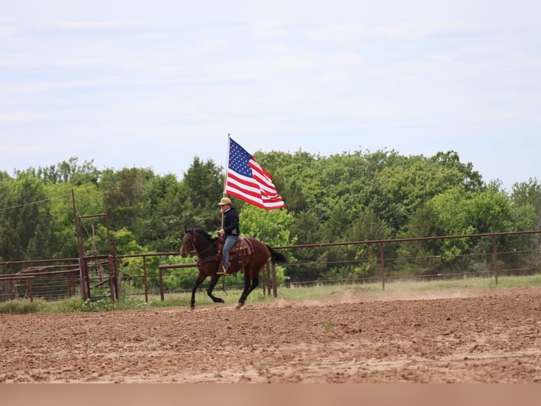 Quarter horse américain Hongre 4 Ans 152 cm Bai cerise in Ripley