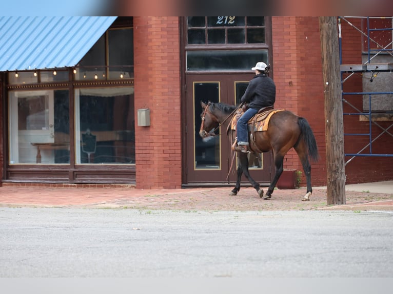 Quarter horse américain Hongre 4 Ans 152 cm Bai cerise in Ripley