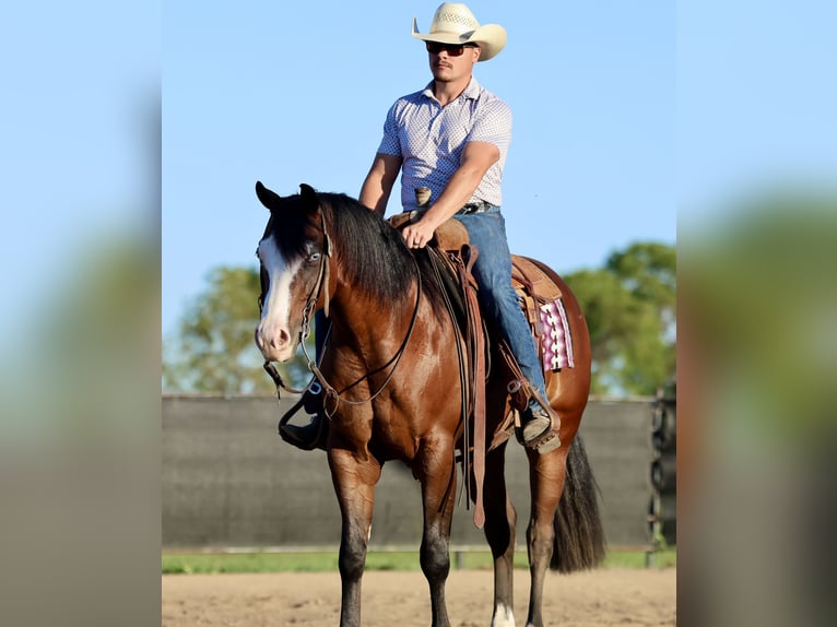 Quarter horse américain Hongre 4 Ans 152 cm Bai cerise in Buffalo, MO