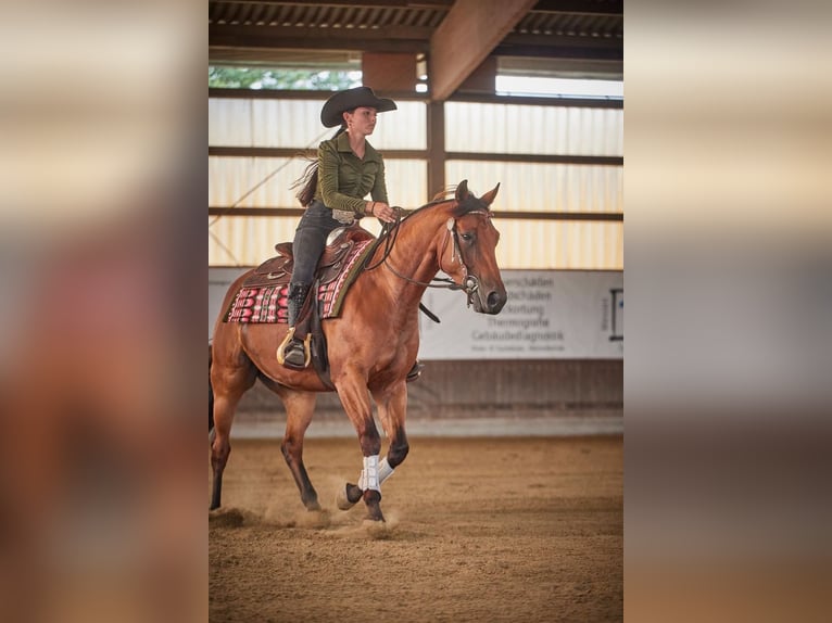 Quarter horse américain Hongre 4 Ans 152 cm Bai in Haren