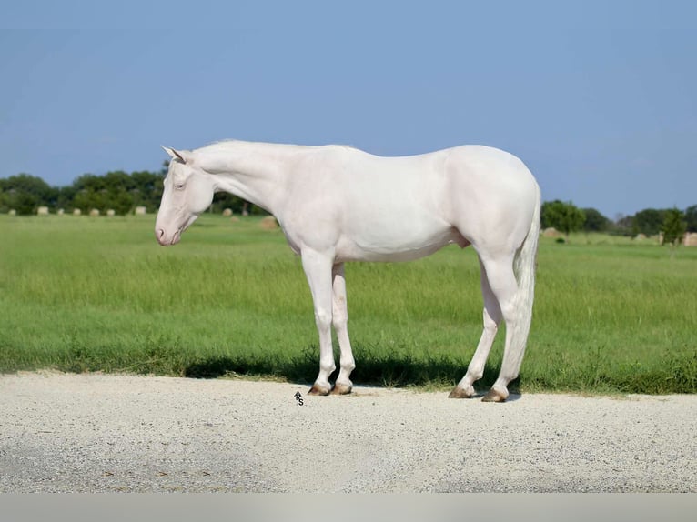 Quarter horse américain Hongre 4 Ans 152 cm Blanc in Decatur, TX