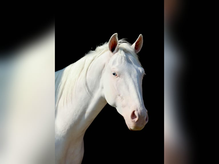 Quarter horse américain Hongre 4 Ans 152 cm Blanc in Decatur, TX