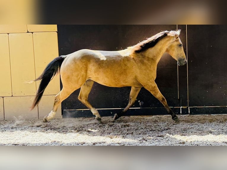 Quarter horse américain Hongre 4 Ans 152 cm Buckskin in Marktheidenfeld