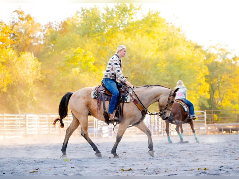 Quarter horse américain Hongre 4 Ans 152 cm Buckskin in Honey Brook