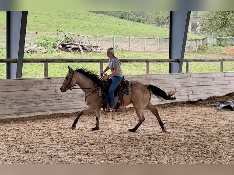 Quarter horse américain Hongre 4 Ans 152 cm Buckskin in Honey Brook