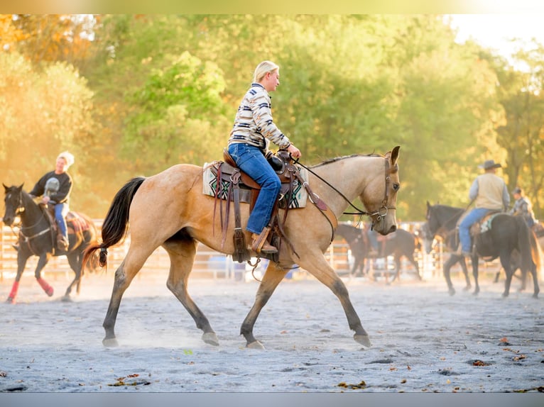 Quarter horse américain Hongre 4 Ans 152 cm Buckskin in Honey Brook