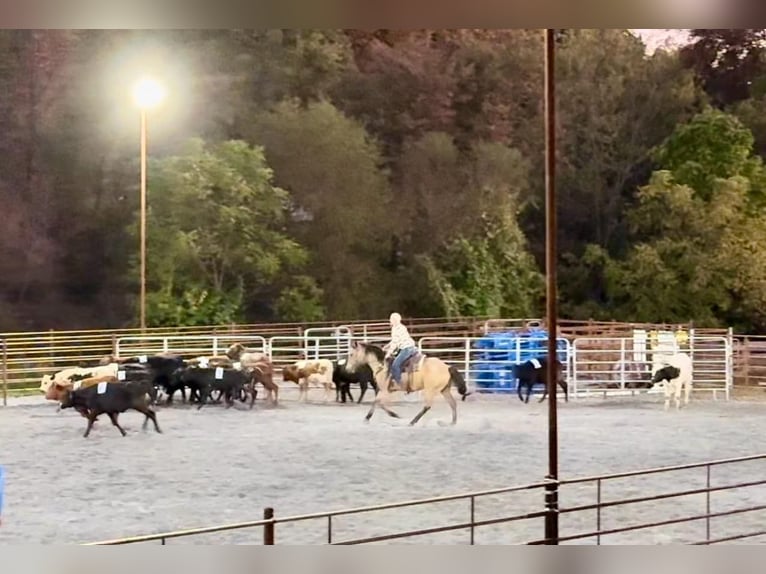 Quarter horse américain Hongre 4 Ans 152 cm Buckskin in Honey Brook