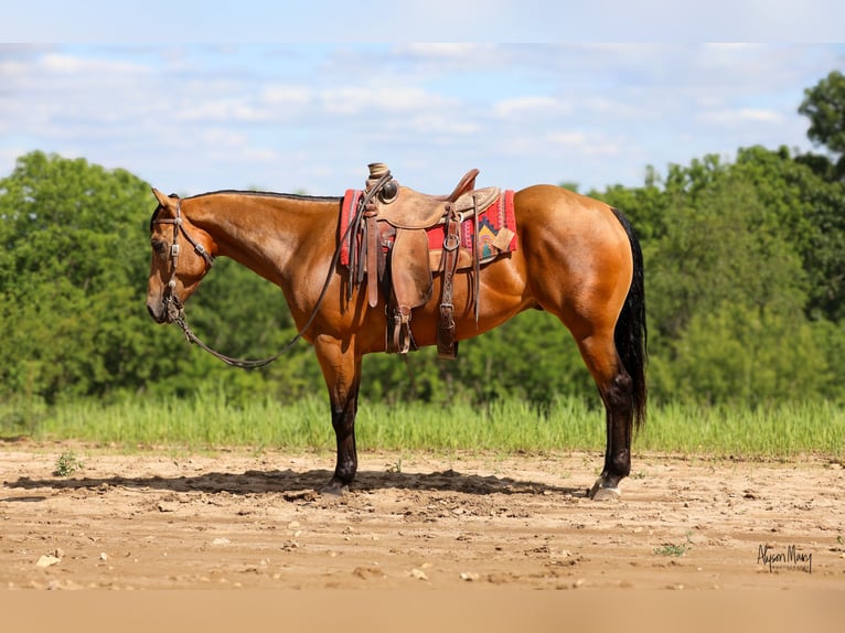 Quarter horse américain Hongre 4 Ans 152 cm Buckskin in Bellevue