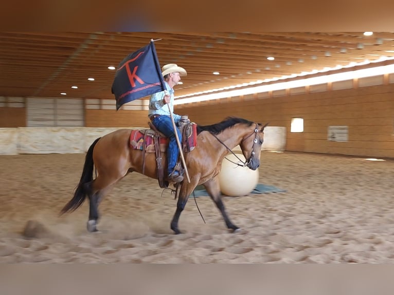 Quarter horse américain Hongre 4 Ans 152 cm Buckskin in Bellevue