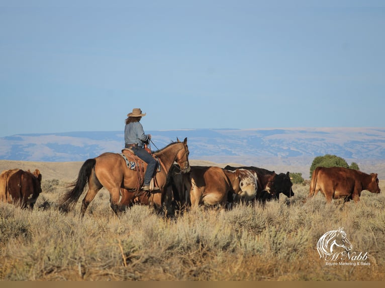 Quarter horse américain Hongre 4 Ans 152 cm Buckskin in Cody