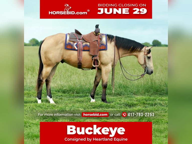 Quarter horse américain Hongre 4 Ans 152 cm Buckskin in Mount Vernon