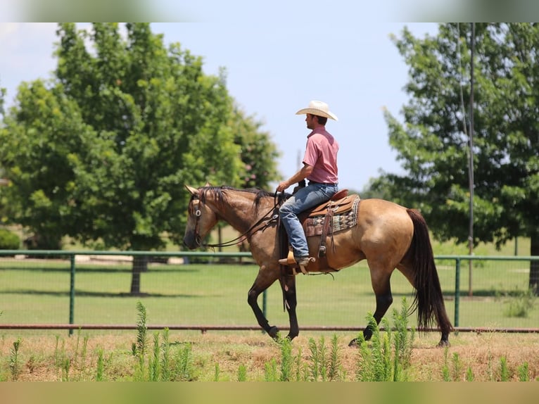 Quarter horse américain Hongre 4 Ans 152 cm Buckskin in Joshua, TX