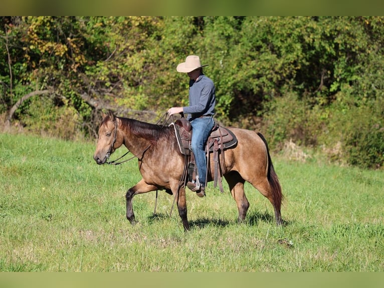 Quarter horse américain Hongre 4 Ans 152 cm Buckskin in Needmore