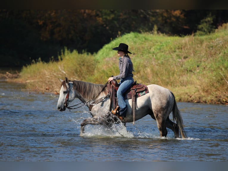 Quarter horse américain Hongre 4 Ans 152 cm Gris in Clarion