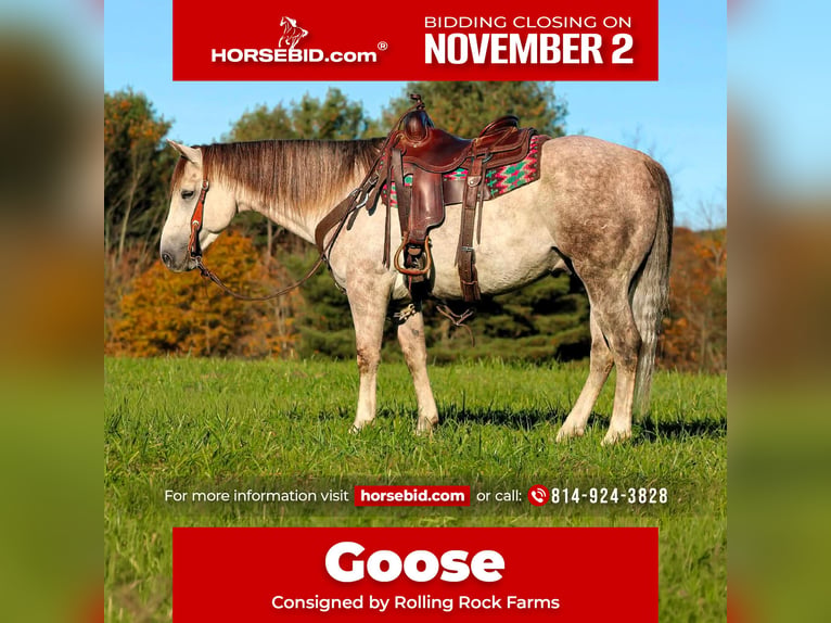 Quarter horse américain Hongre 4 Ans 152 cm Gris in Clarion