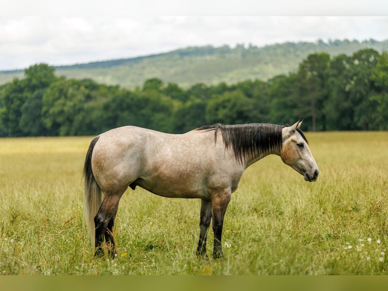 Quarter horse américain Hongre 4 Ans 152 cm Gris in Quitman