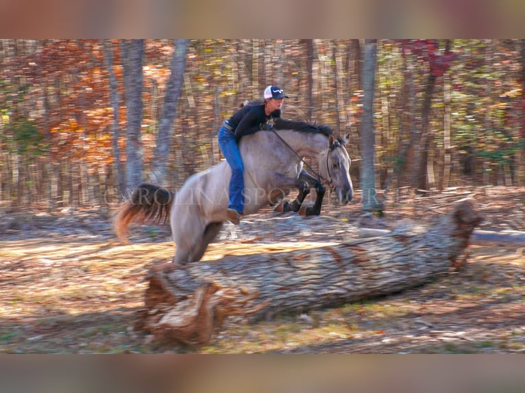 Quarter horse américain Hongre 4 Ans 152 cm Grullo in Clover