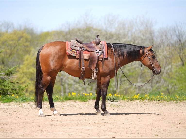 Quarter horse américain Hongre 4 Ans 152 cm Isabelle in Bellevue