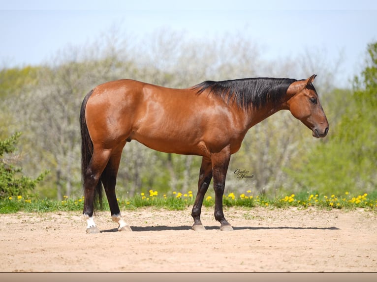Quarter horse américain Hongre 4 Ans 152 cm Isabelle in Bellevue