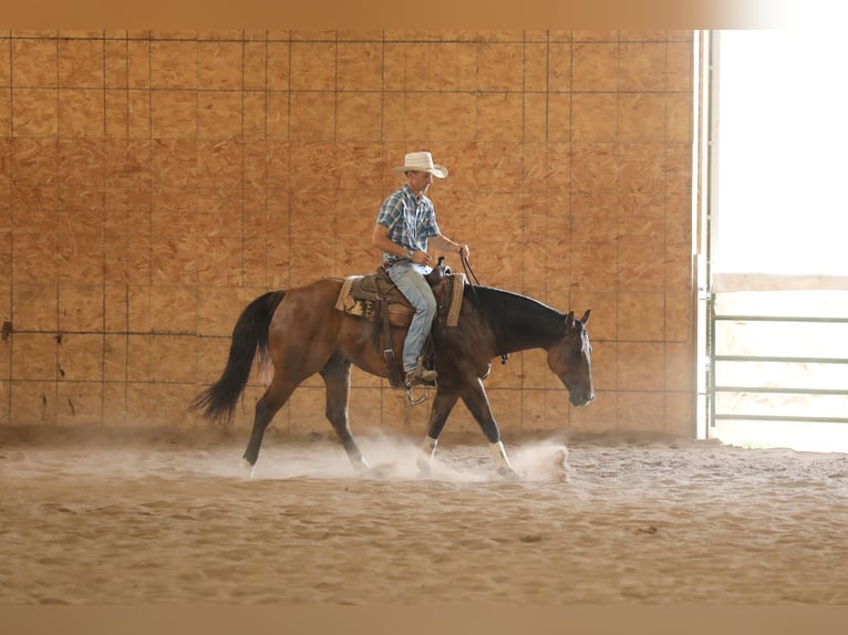 Quarter horse américain Hongre 4 Ans 152 cm Isabelle in Bellevue